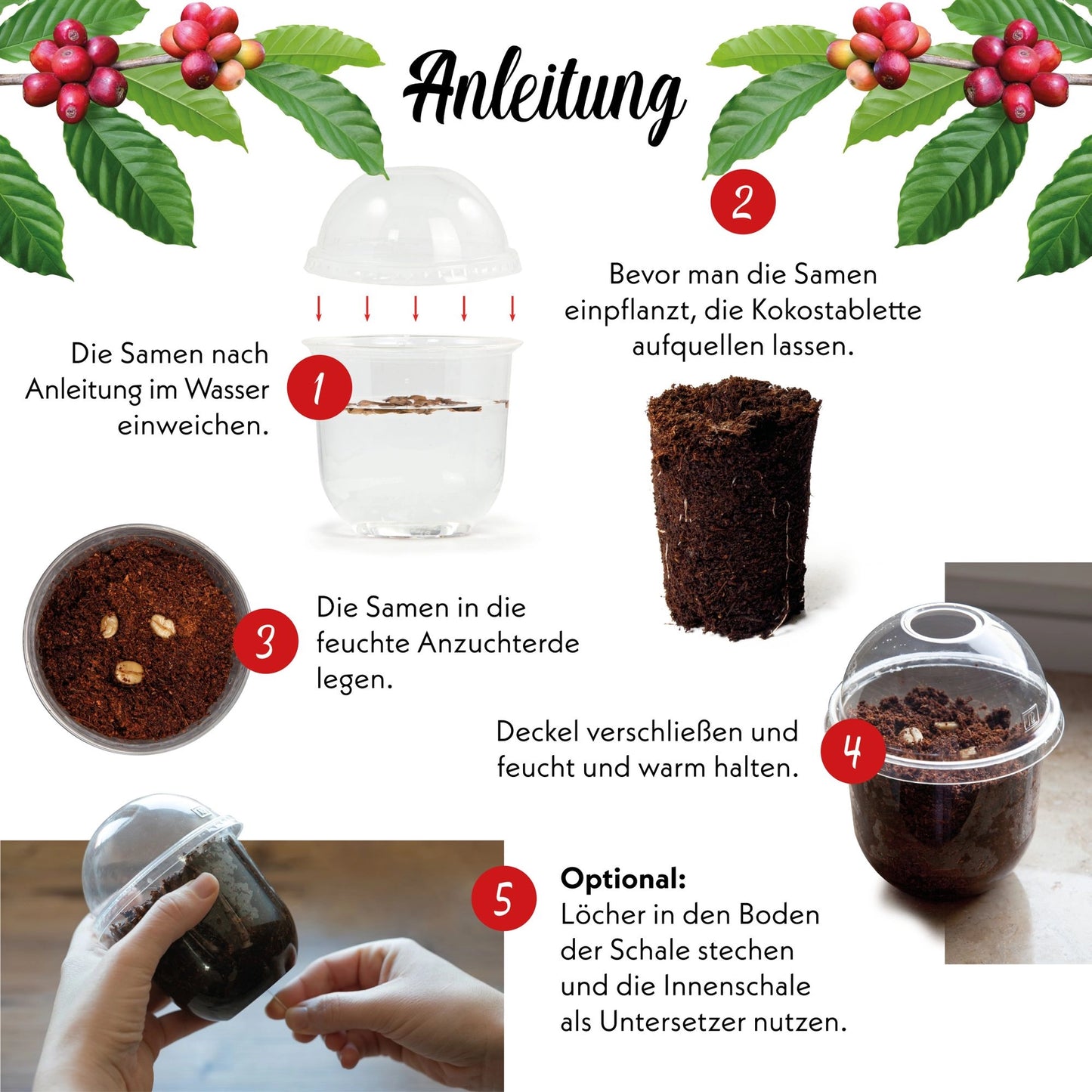 GROW2GO Zwergkaffee Strauch zum selber Pflanzen