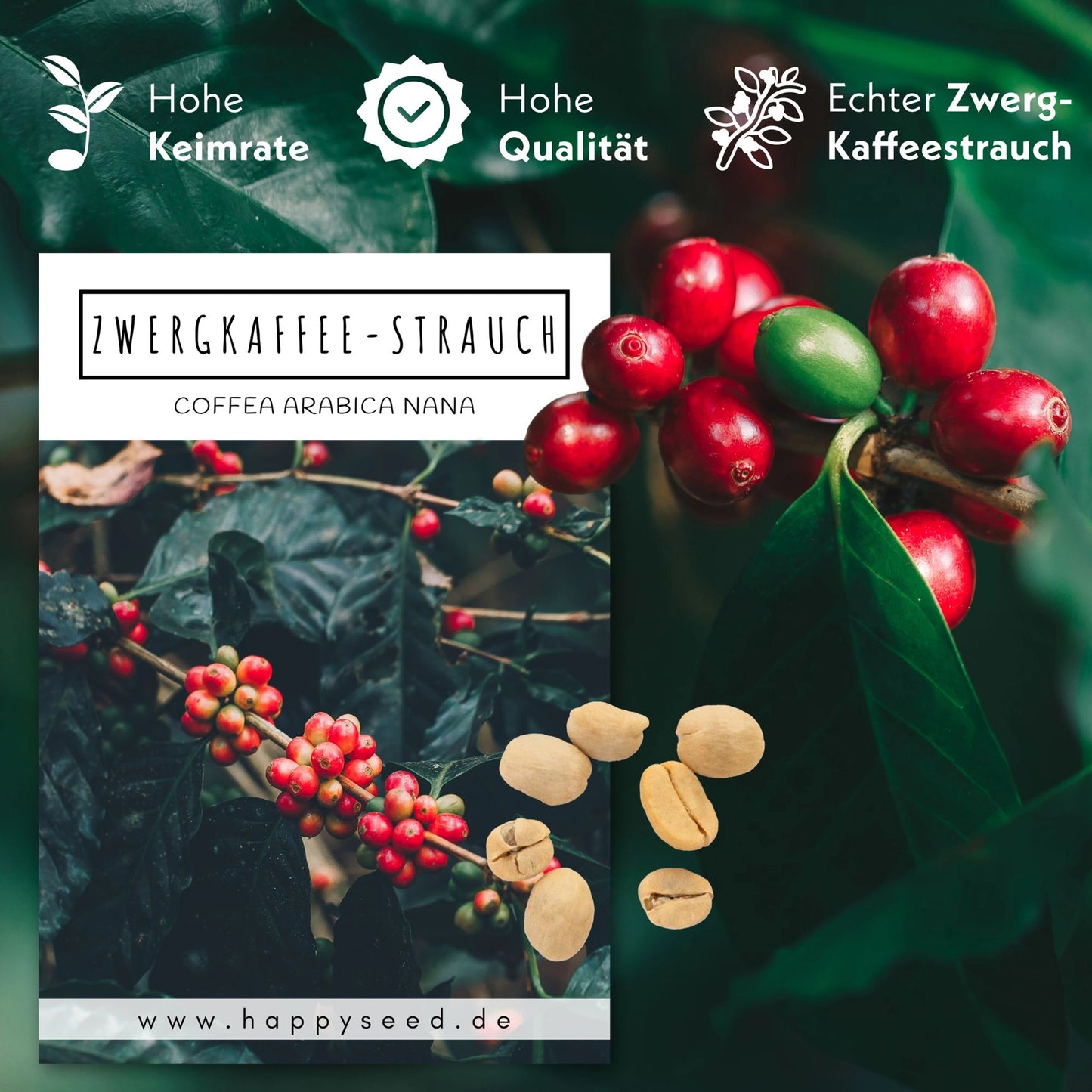 GROW2GO Zwergkaffee Strauch zum selber Pflanzen