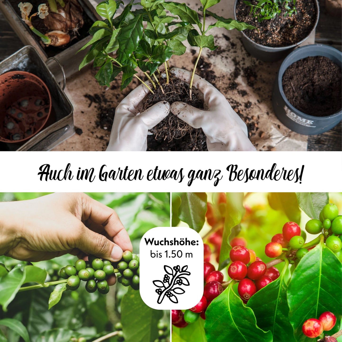 GROW2GO Zwergkaffee Strauch zum selber Pflanzen