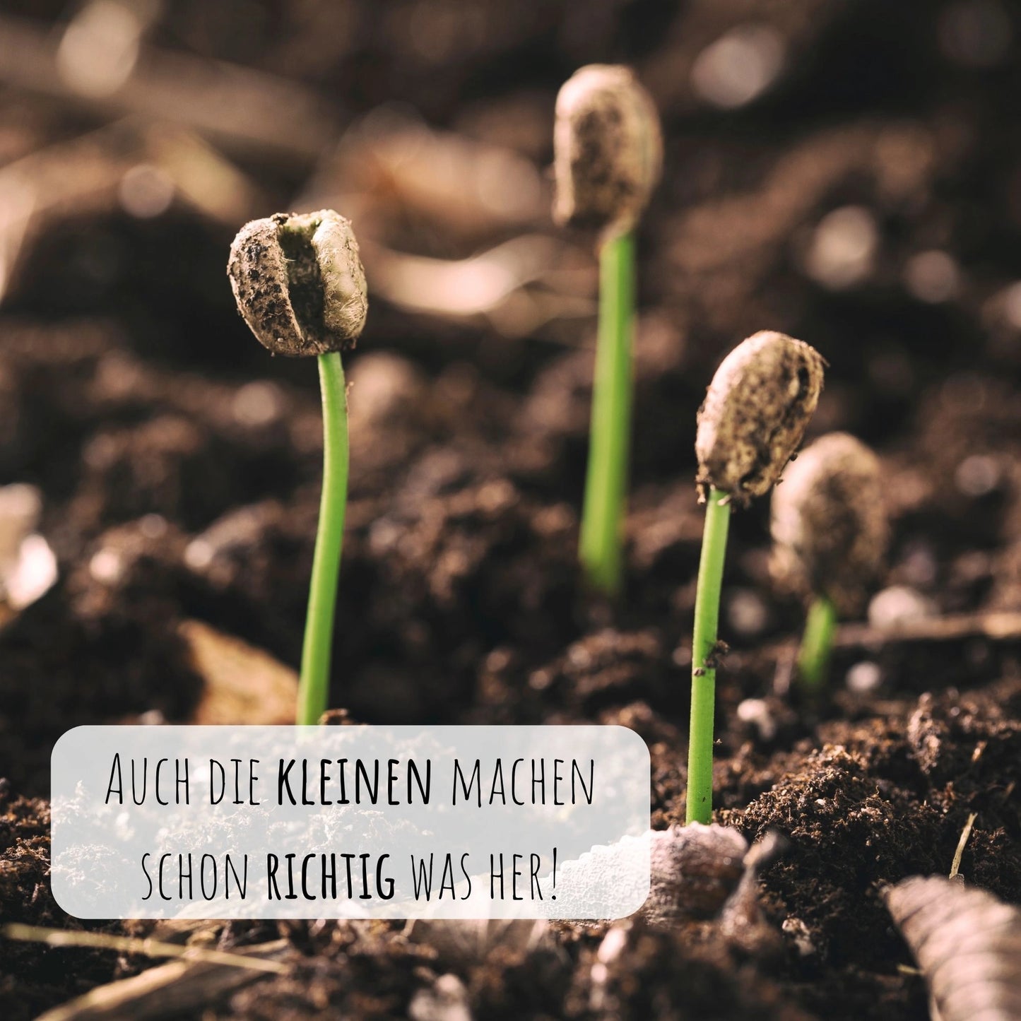 GROW2GO Zwergkaffee Strauch zum selber Pflanzen