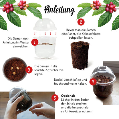 GROW2GO Zwergkaffee Strauch zum selber Pflanzen